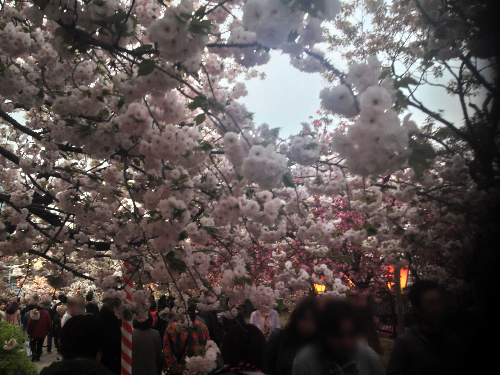 2014年の造幣局桜の通り抜け33 2014年の造幣局桜の通り抜け33